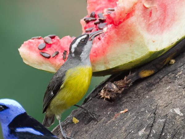 <h3><a href="/trips/costa-rica/biota/animalia/chordata/aves/040 passeriformes/125 coerebidae/coereba flaveola/coereba flaveola-nl.html">Coereba&nbsp;flaveola</a> / Bananaquit / Suikerdiefje</h3>OM-1 Mark II met M.300mm F4.0 + MC-14, 1/2000 sec  bij F5.6, ISO 5000, afstand 11.0&nbsp;m